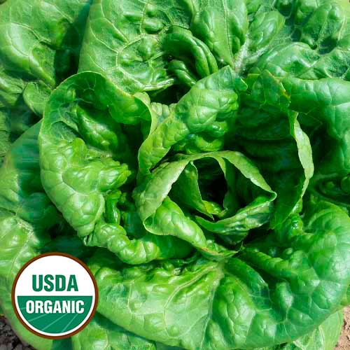 Seed Savers Organic Aunt Mae's Bibb Lettuce