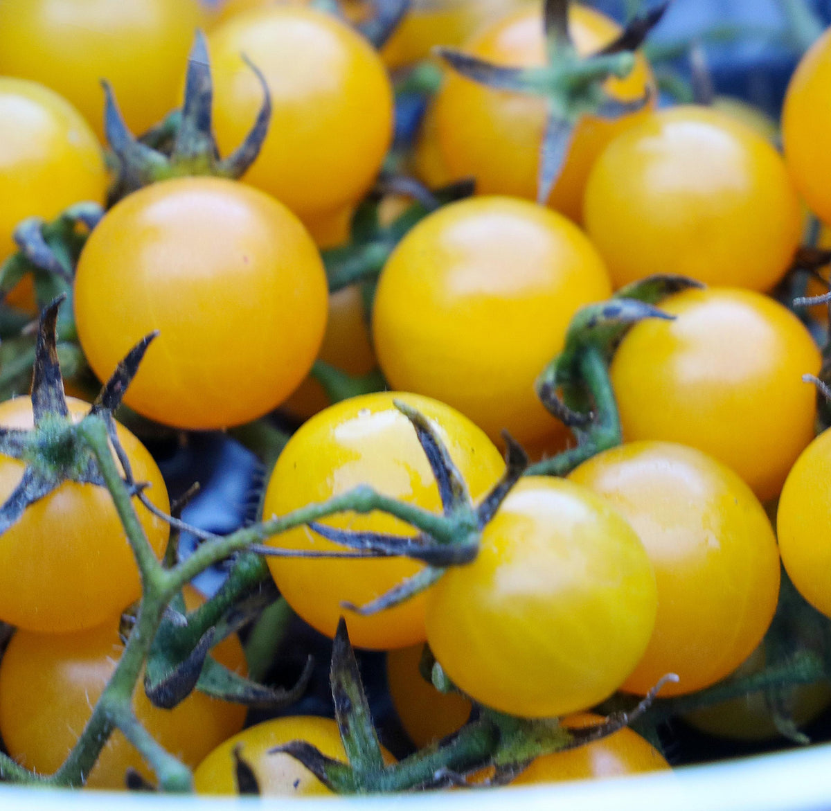 Seed Savers Organic Igleheart Yellow Cherry Tomato