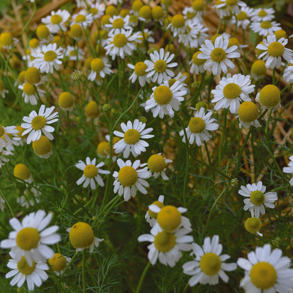 Seed Savers German Chamomile