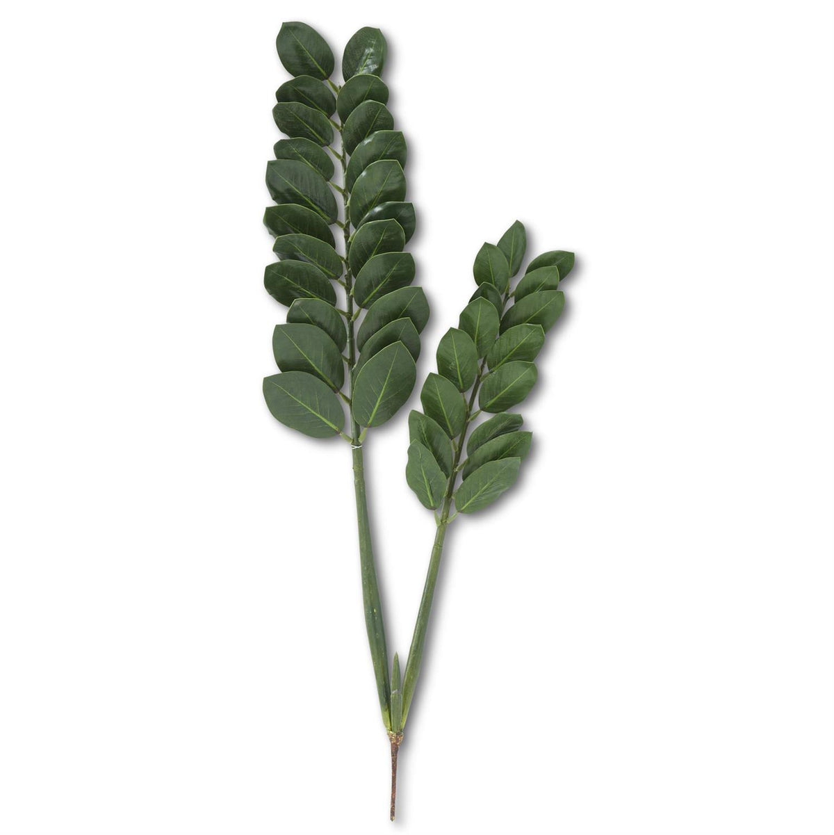 ZZ Plant Branch