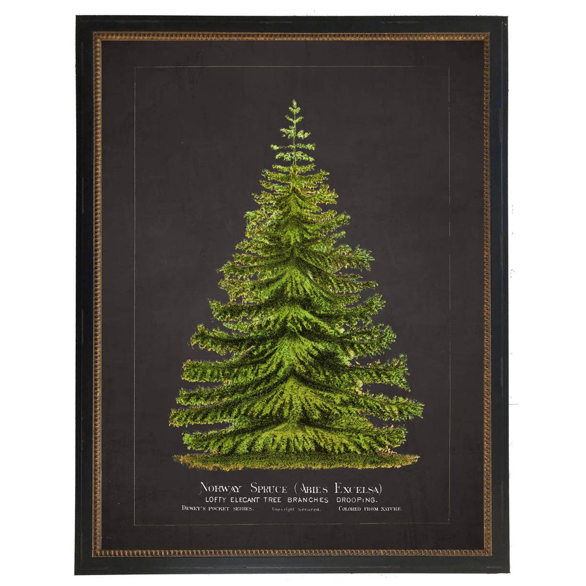 Framed vintage norway spruce bookplate