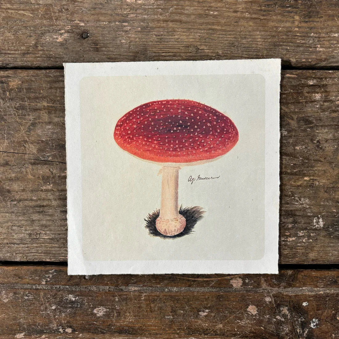 Classic Shroom Print