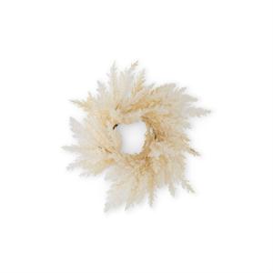 Cream Pampas Grass