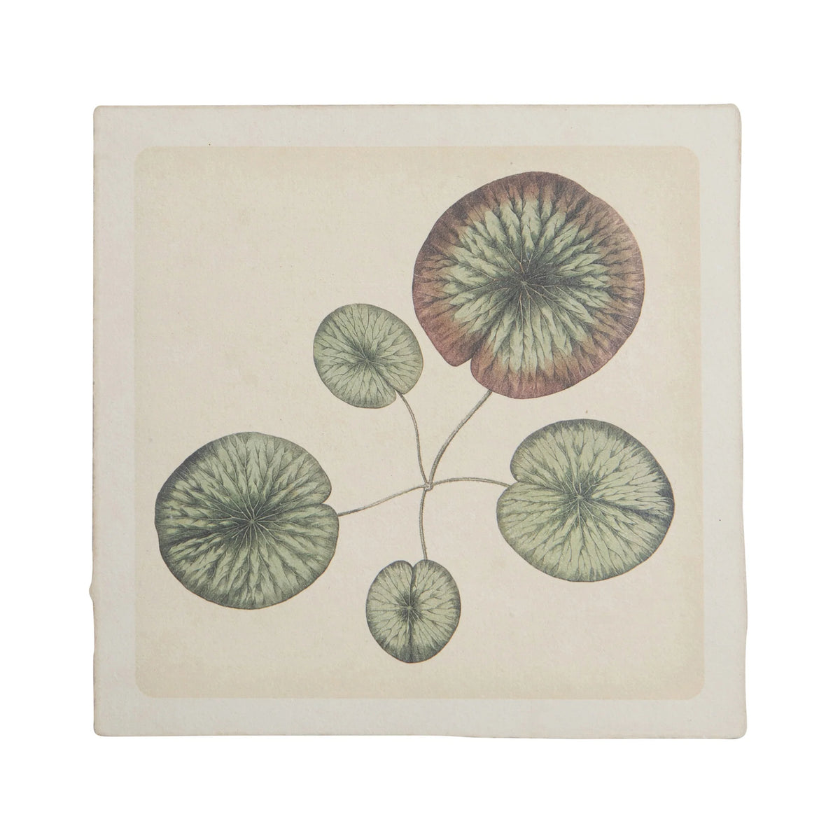 8" x 8" Water Lily Print