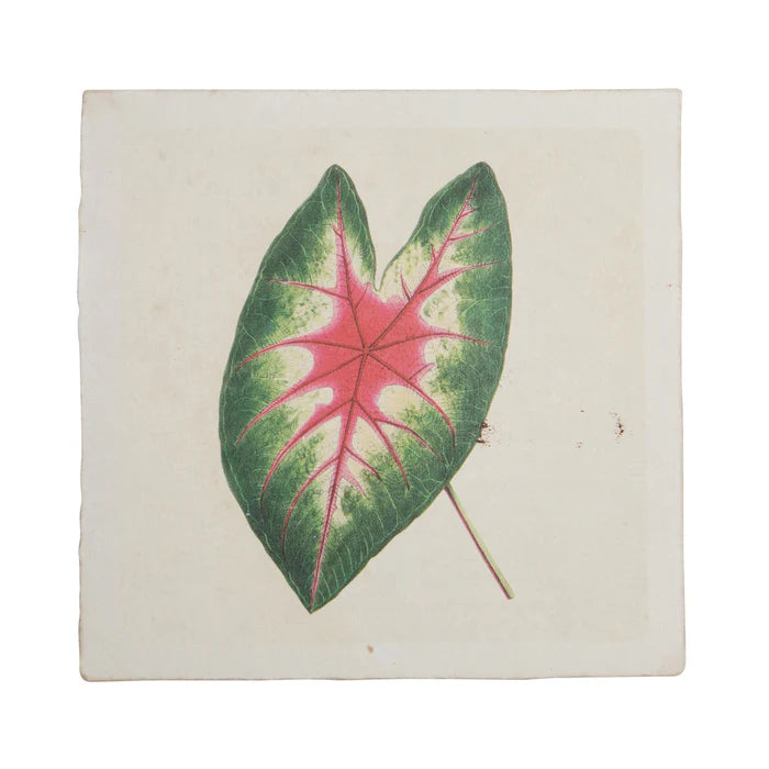 8" x 8" Caladium Leaf Print