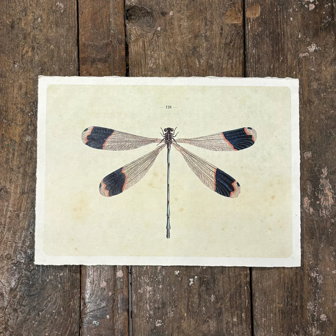 Solo Dragonfly Print