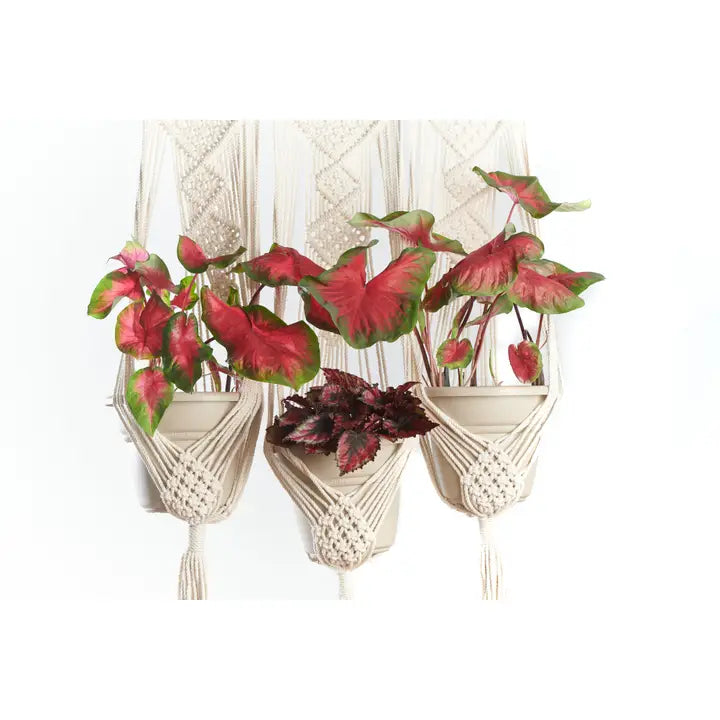 Triple Pot & Wall Hanger