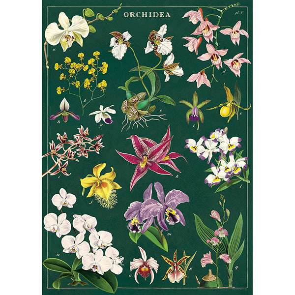Vintage Botanical Poster