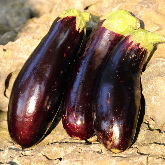 Seed Savers Organic Diamond Eggplant