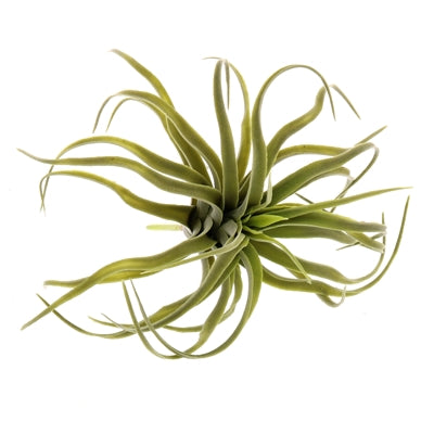 Faux Tillandsia