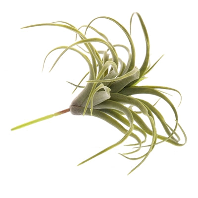 Faux Tillandsia