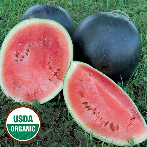 Seed Savers Blacktail Mountain Organic Watermelon