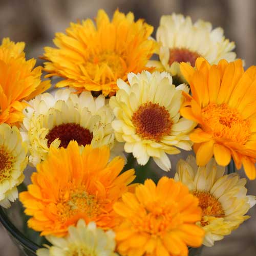 Seed Savers Calendula Mixture