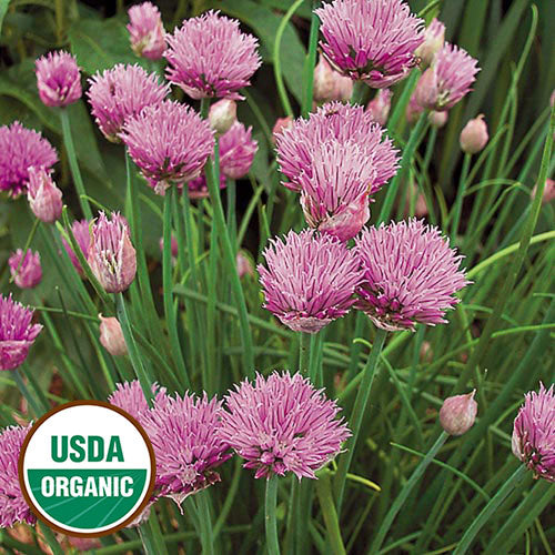Seed Savers Organic Chives