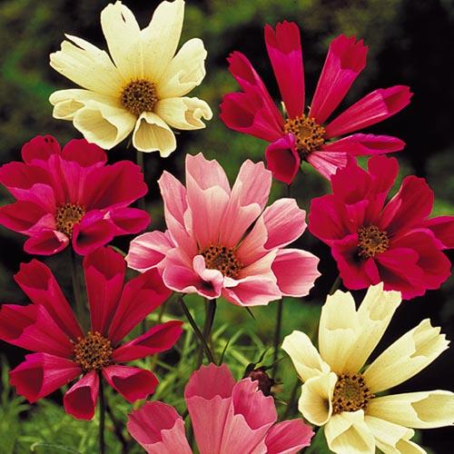 Seed Savers Sea Shells Cosmos Mix