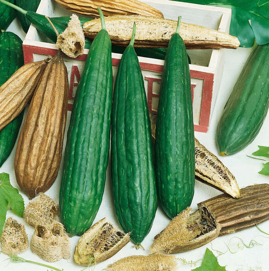 Seed Savers Luffa Gourd