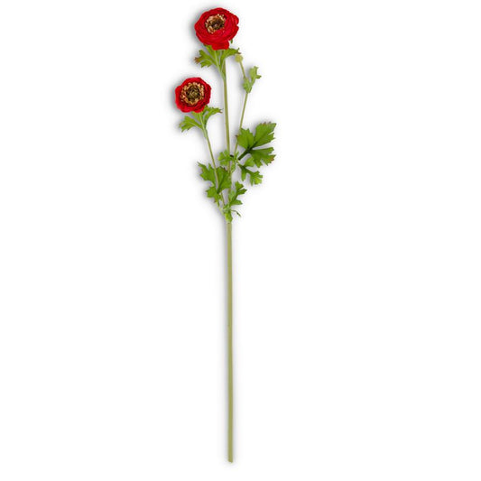 Ranunculus Stem in Red