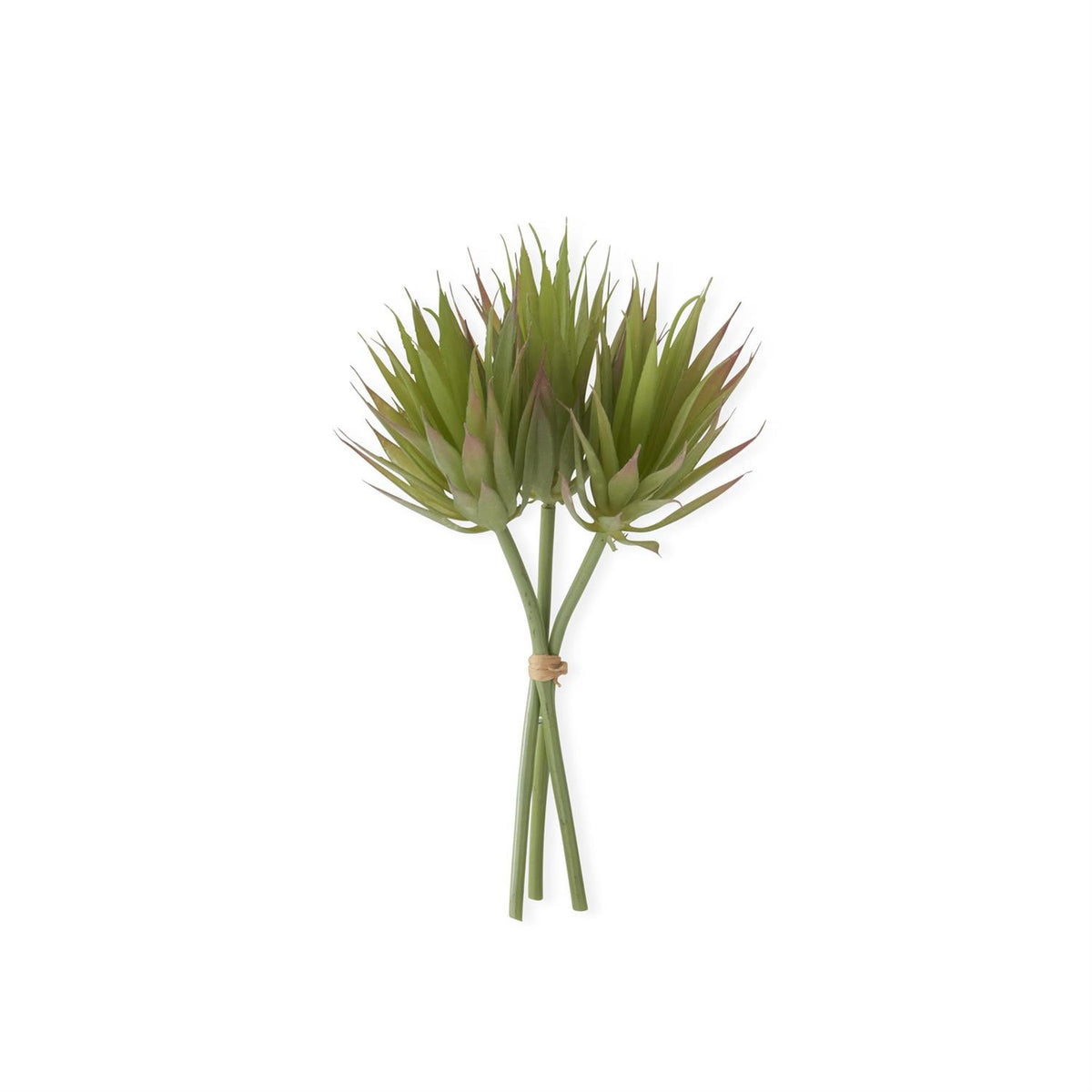 Green with Burgundy Edge Spike Succulent Bundle