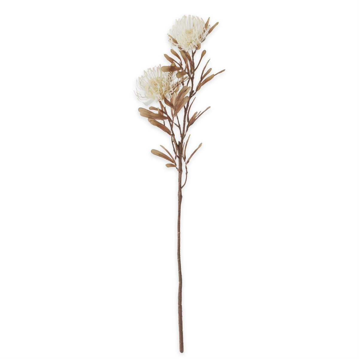 White Spikey Cactus Dahlia Stem