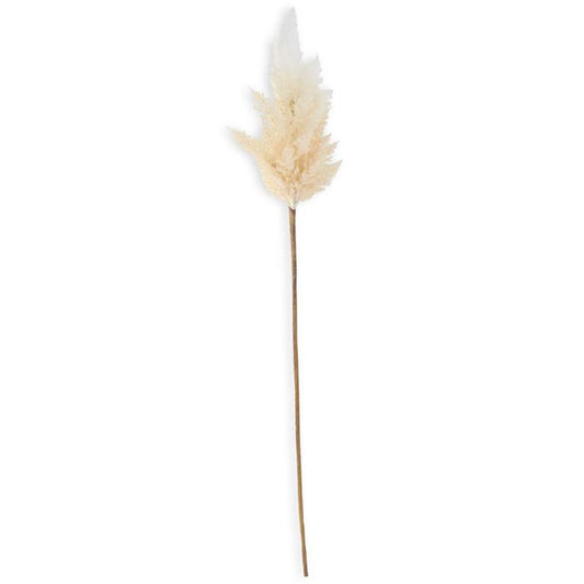 Cream Pampas Grass