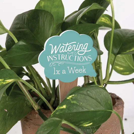 Word Bubble Plant Pal