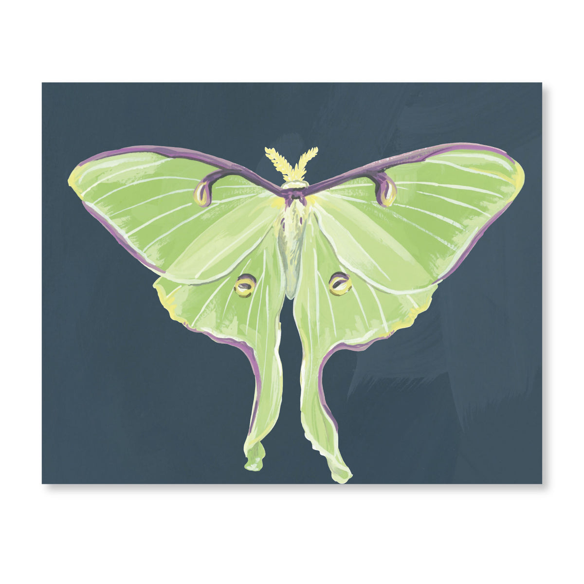 Luna Moths Fold-Out Greeting Card Box Set