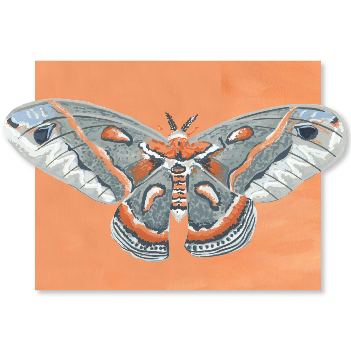 Luna Moths Fold-Out Greeting Card Box Set