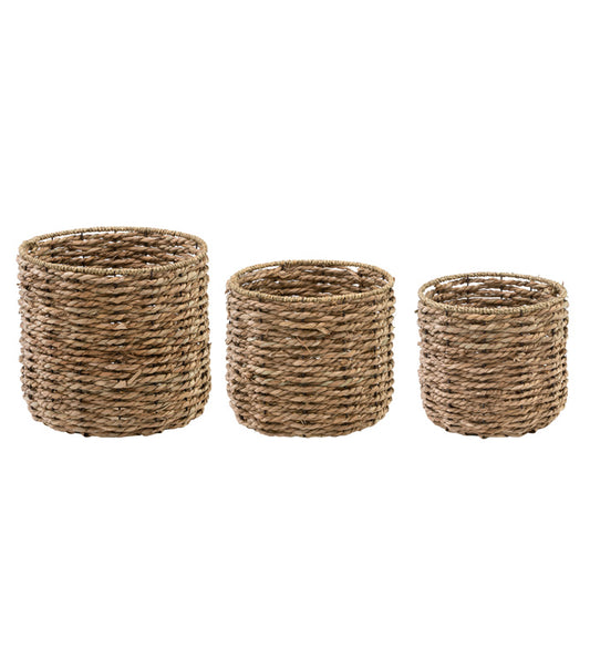 Seagrass Tree Cover