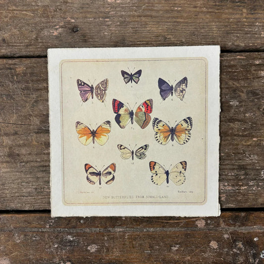 Butterfly Cluster Print