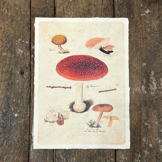 Shroom Cluster Print