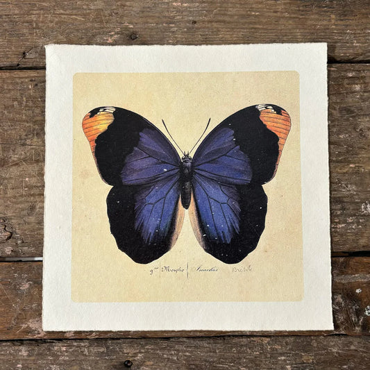 Blue Butterfly Print