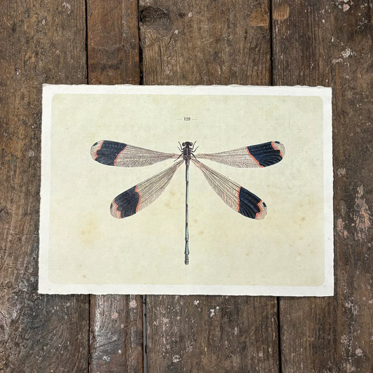 Solo Dragonfly Print