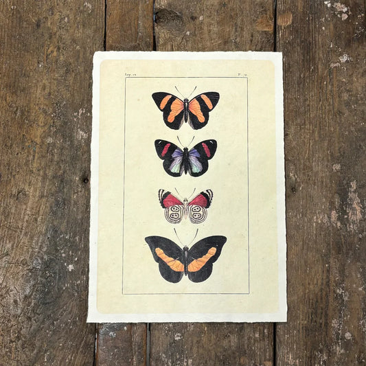 Butterfly Quartet Print