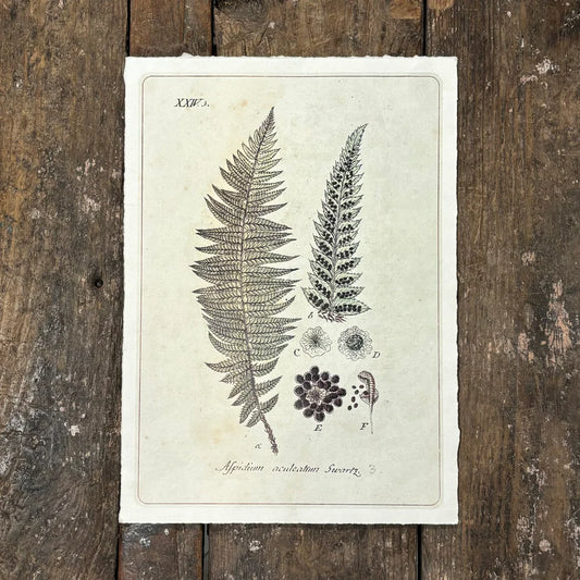 Growing Fern Print
