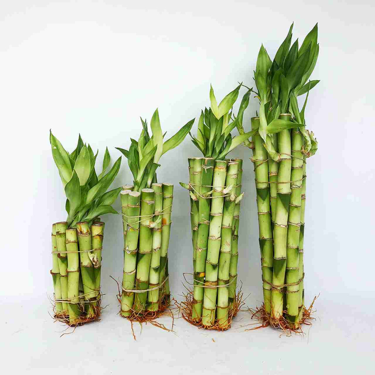 Lucky Bamboo