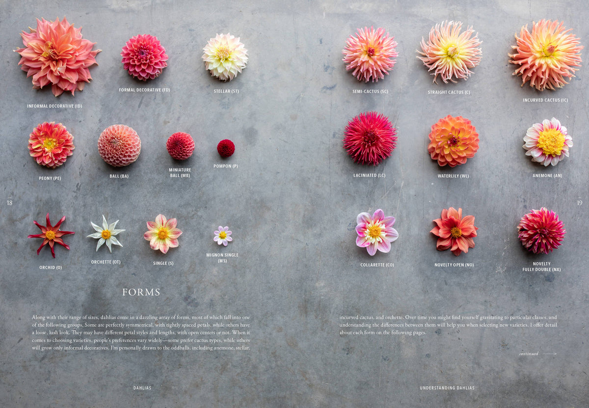 Floret Farm's Discovering Dahlias