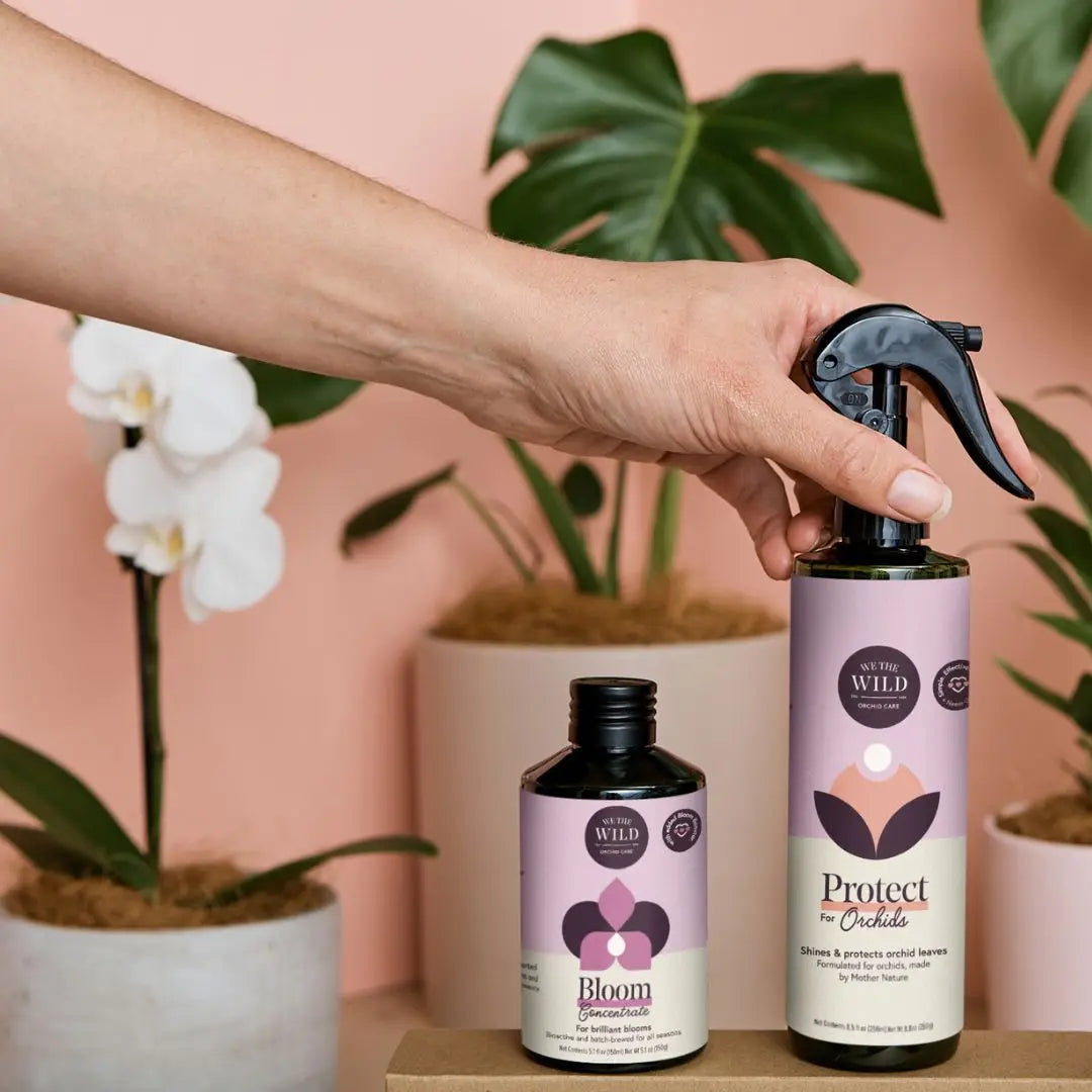 Orchid Essential