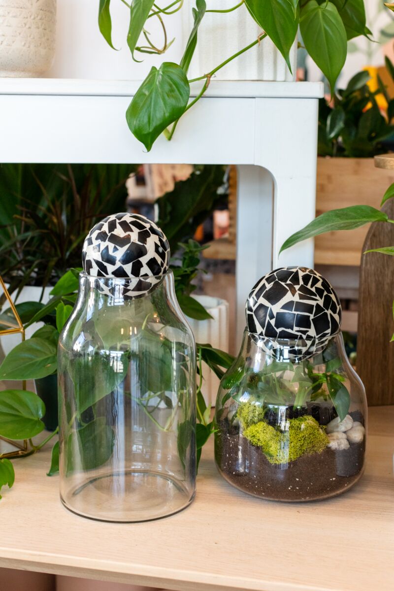 Rory Terrarium