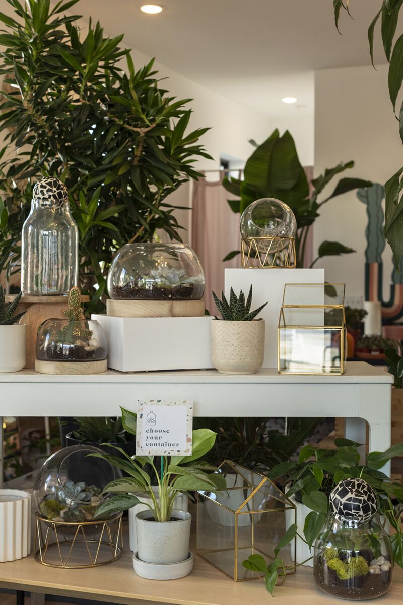 Rory Terrarium