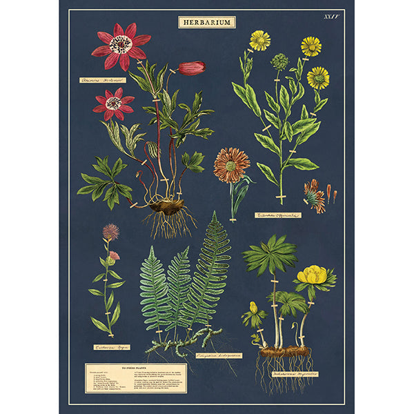 Vintage Botanical Poster