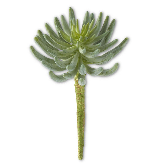 Senecio Succulent Pick