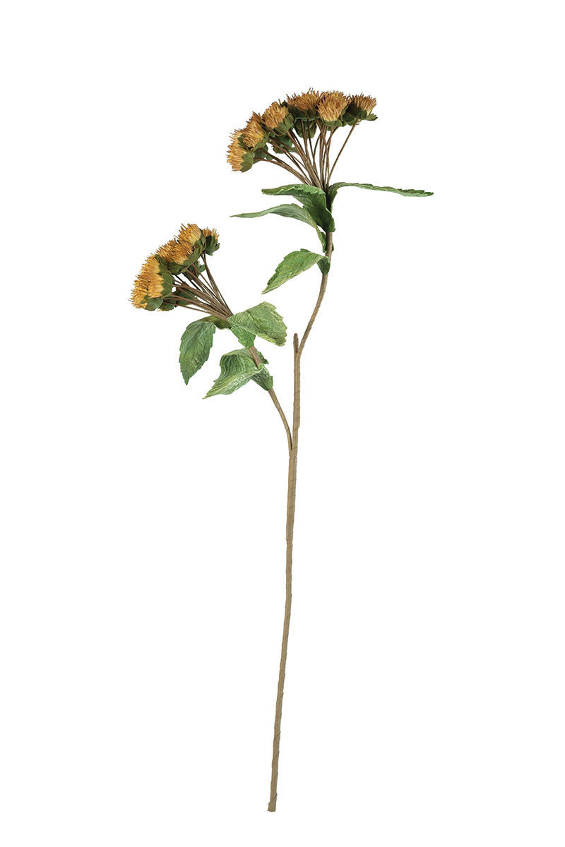 Deep Brown Floral Botanica #3171