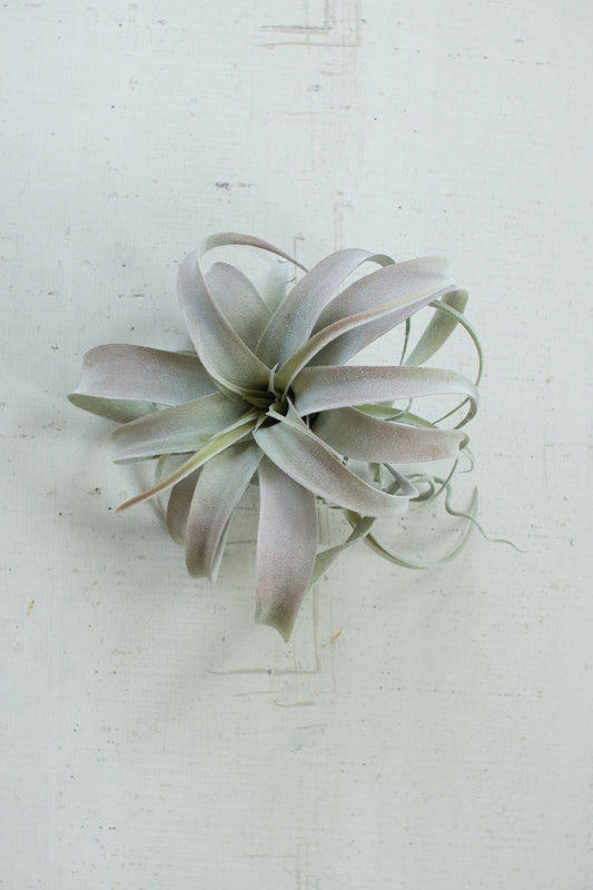 Extra Large Faux Tillandsia Air Plant
